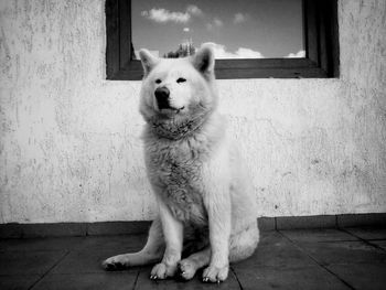Portrait of dog sitting at home