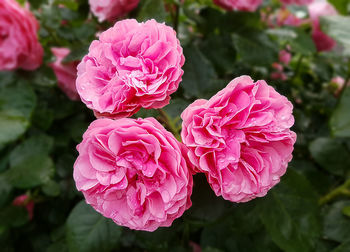 Close-up of pink rose