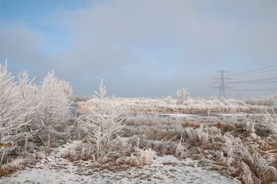 Snow covered trees against sky