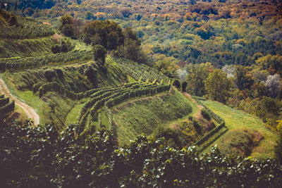 High angle view of vineyard