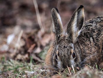 Close-up of a hare on field