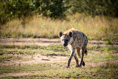 Hyena running on field