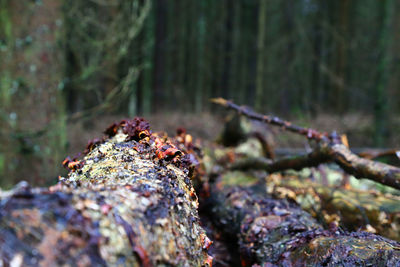 Close-up of crab on tree trunk