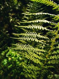 Close-up of fern