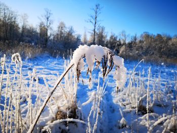 Close-up of frozen plants on snow covered land