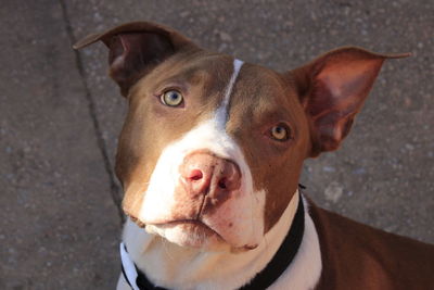 Close-up portrait of dog