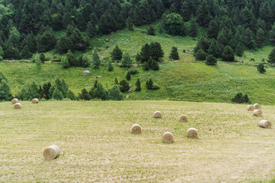 Straw rolls in the field