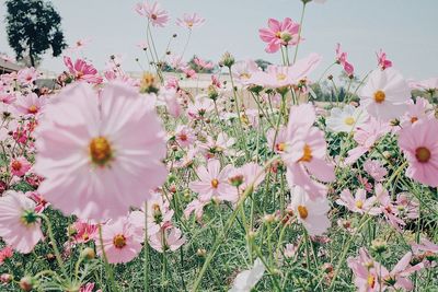 Close-up of pink flowering plants on field