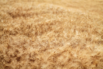 Close-up of wheat field