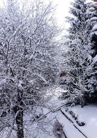 Snow covered trees in winter