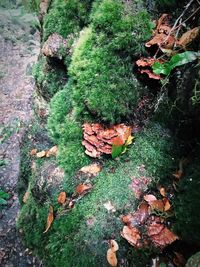 High angle view of moss growing on rock