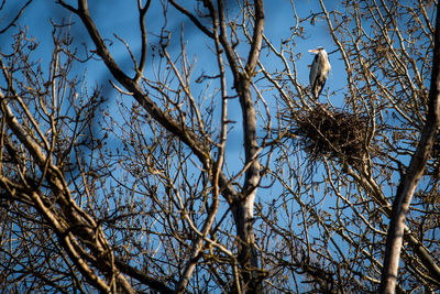 Low angle view of bird perching on tree against sky