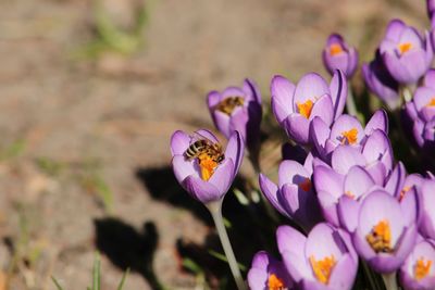 Close-up of purple crocus flowers