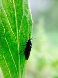 Close-up of insect on leaf