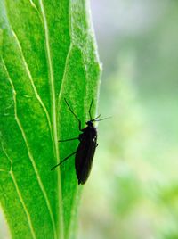 Close-up of insect on leaf