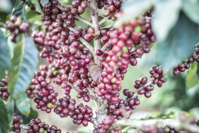 Close-up of berries growing on tree