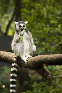 View of a cat sitting on branch