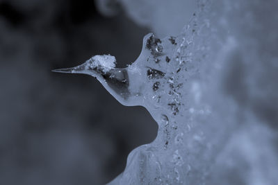 Close-up of frozen leaf