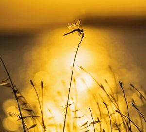 Close-up of insect on plant against sunset