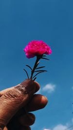 Hand holding pink flowering plant against sky