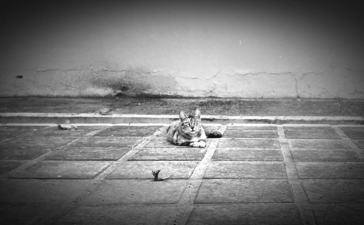 MAN FEEDING HORSE ON FLOOR