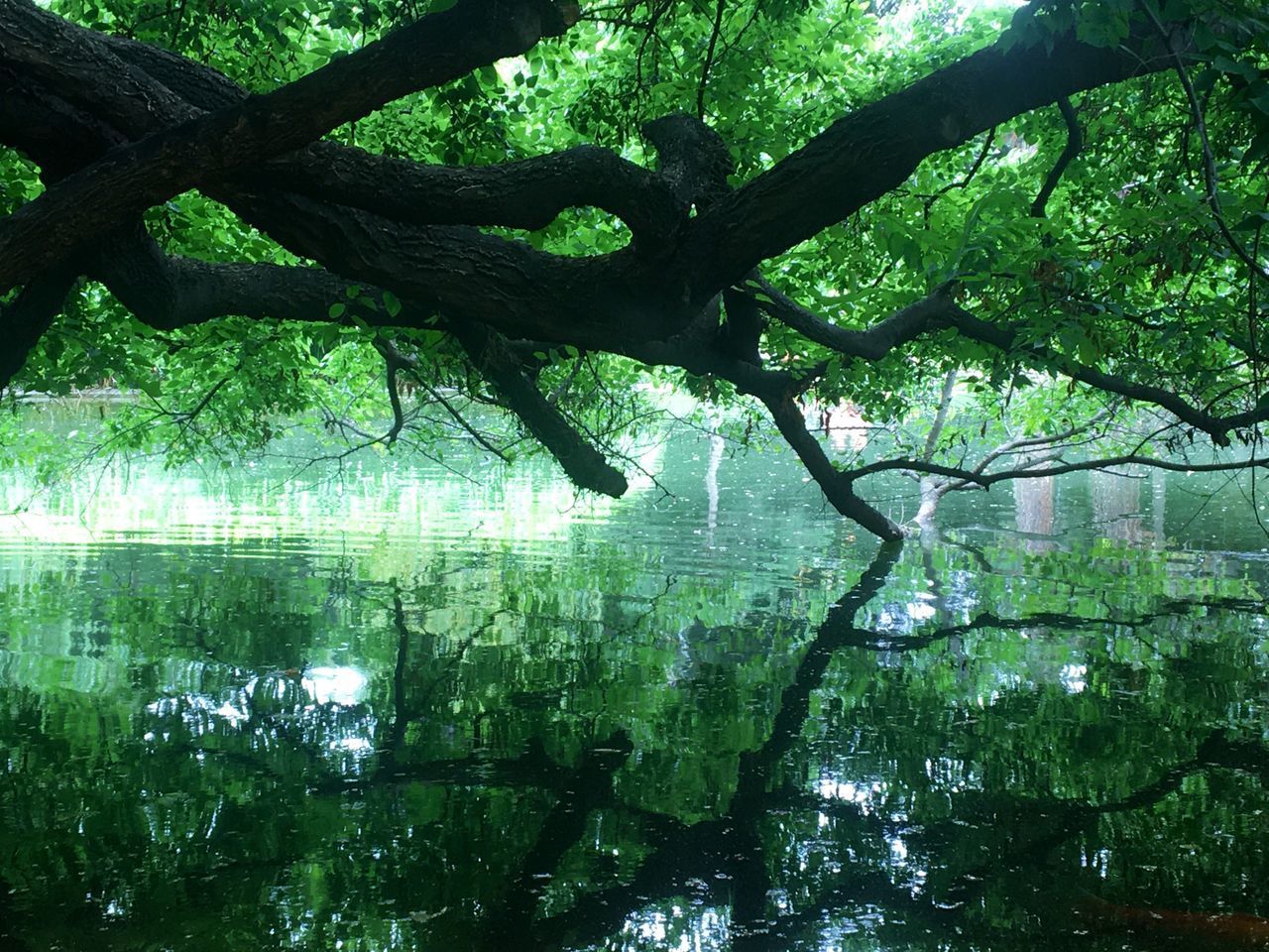 REFLECTION OF TREES IN LAKE IN FOREST