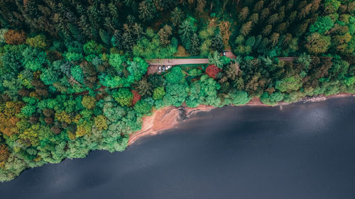 Plants by sea against trees