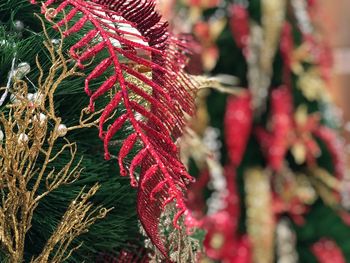 Close-up of pine tree