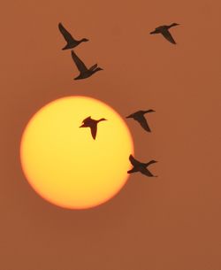 Low angle view of silhouette bird flying against yellow background