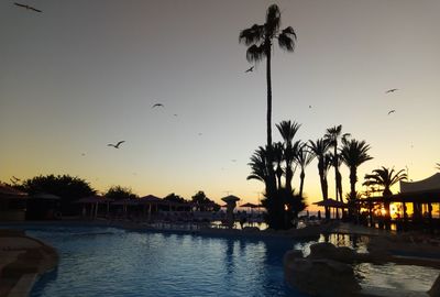 Silhouette palm trees on shore against sky during sunset