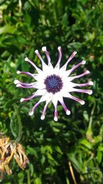 Close-up of passion flower blooming outdoors