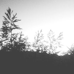 Low angle view of trees against clear sky