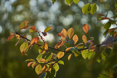 Close-up of flowering plant with tree leaves