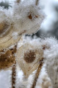 Close-up of plant against blurred background