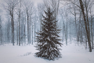 Bare trees on snow covered land during winter