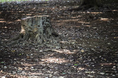 High angle view of tree stump on field