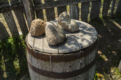 Close-up of turtle on wooden post