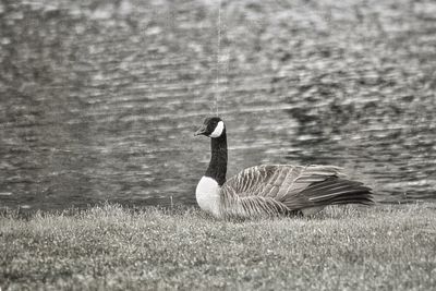 Close-up of swan swimming in water