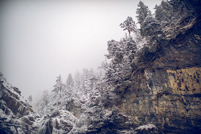 Pine trees in forest against sky during winter