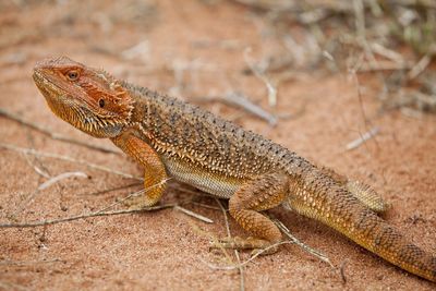 Close-up of lizard on white surface