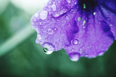 Close-up of wet purple flower blooming outdoors