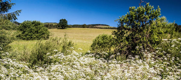 Scenic view of field against clear sky