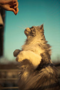 Cropped hand of woman holding cat