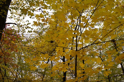 Low angle view of trees