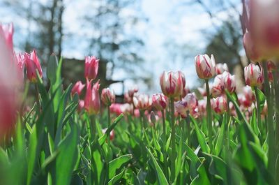 Close-up of flowers growing in field