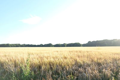 Wheat field against clear sky