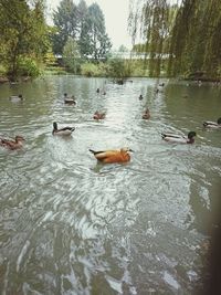 Swans swimming in lake