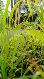 Close-up of grass growing in field