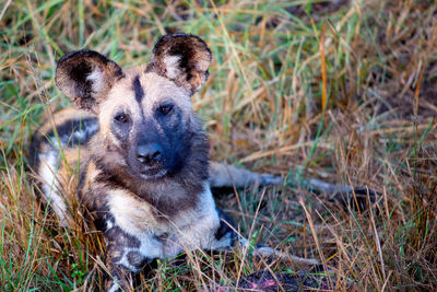 Portrait of meerkat on field