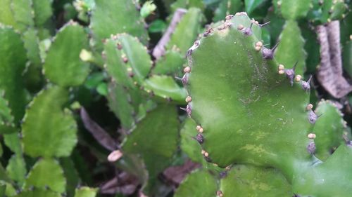 Close-up of succulent plant